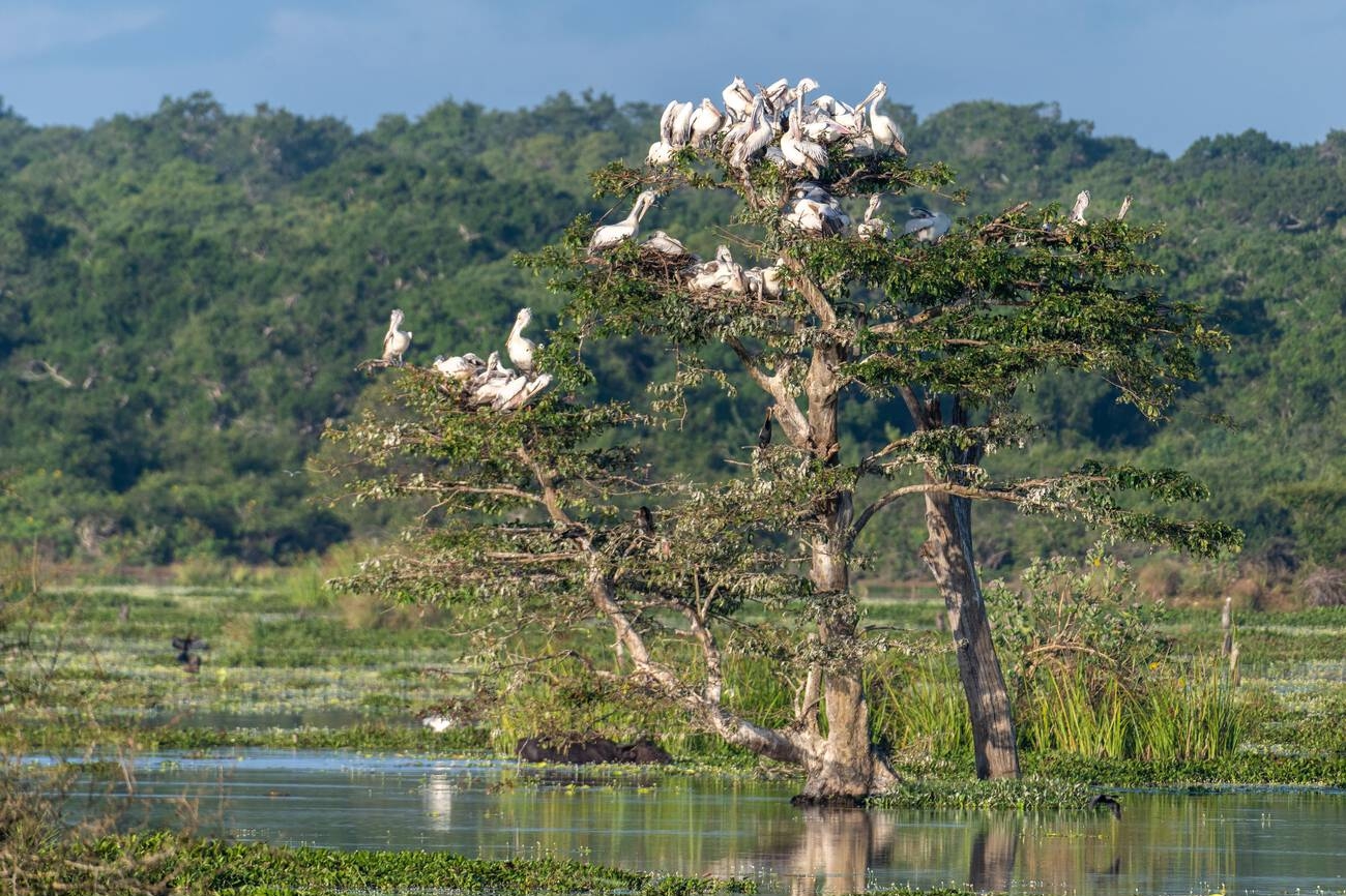 Willu Lake